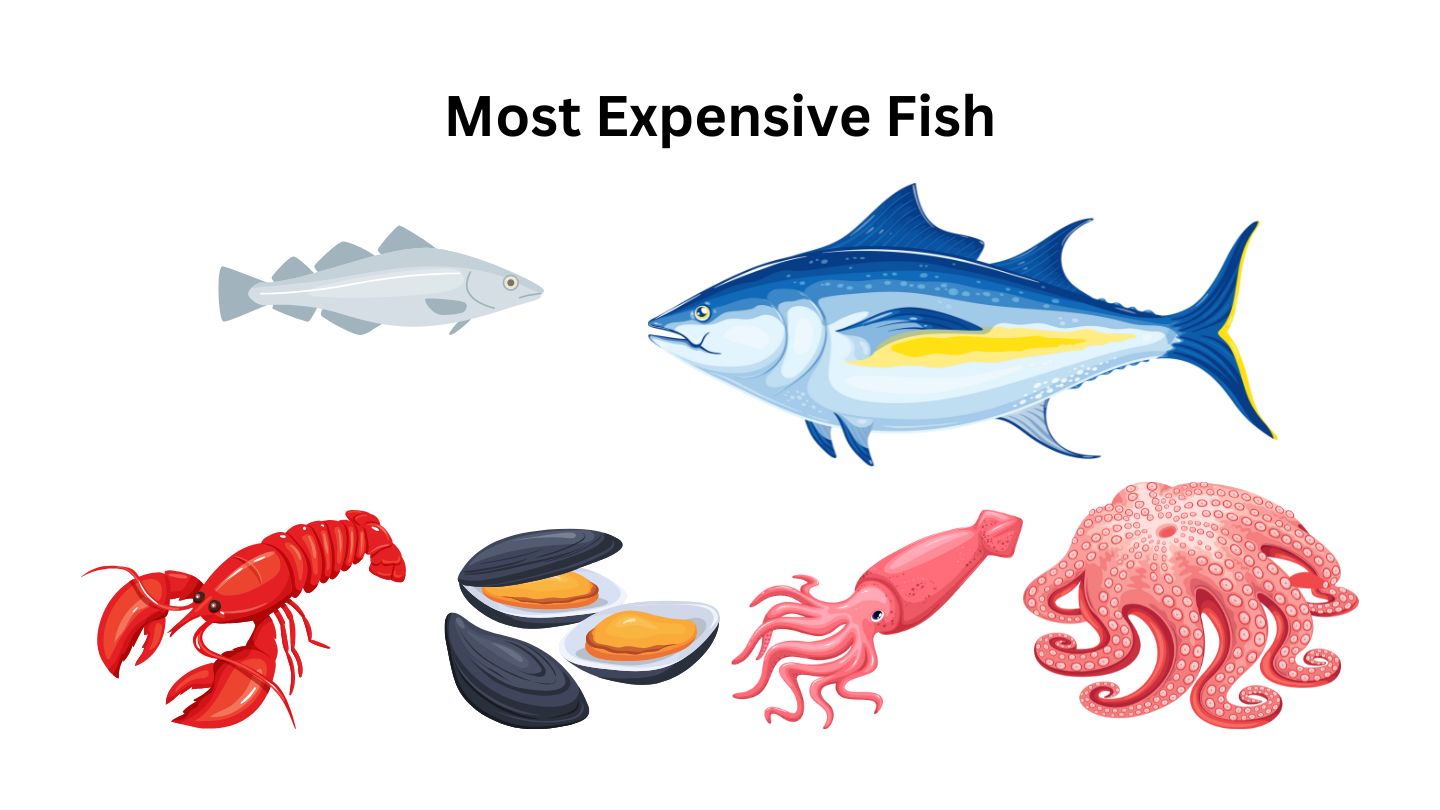 Top 10 Most Expensive Fish in The World – Coolest Gadgets