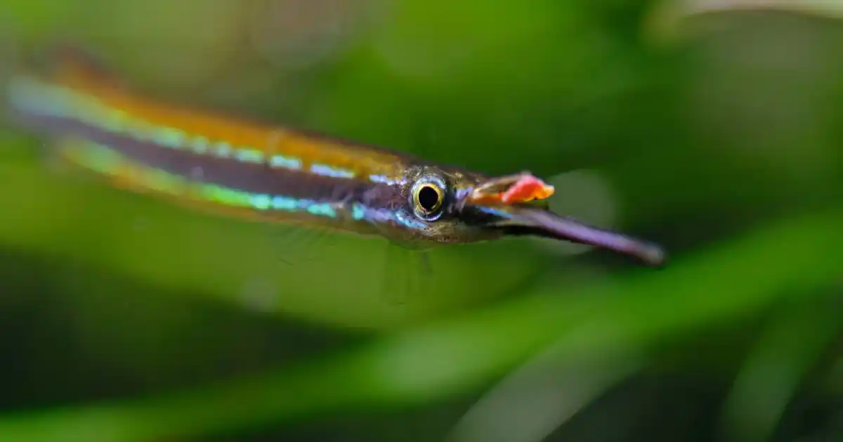 A Guide to Caring for the Borneo Redline Halfbeak – Practical Fishkeeping